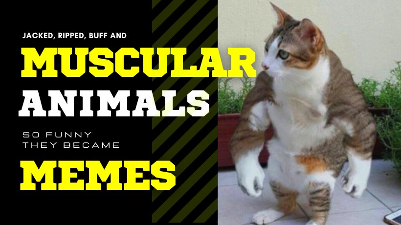 13 muscular animals so funny they became memes